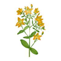 Watercolor illustration. Hypericum, a meadow plant with green leaves and bright yellow flowers hand drawn in watercolor. For printing on fabric and paper, for books, decoration png