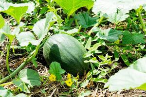 verde melón es maduración en el vegetal jardín foto