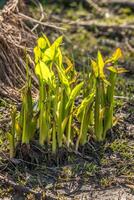 Broad leaf arrowhead plants photo