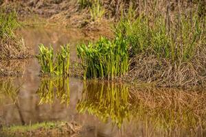 Broad leaf arrowhead plants in the wetlands photo