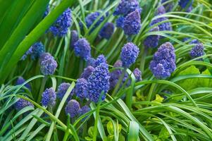 Spring Flowers of Muscari armeniacum among green grass in a spring garden in sunlight photo