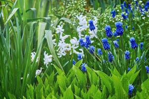 Blue muscari and white spring flowers in the spring garden photo