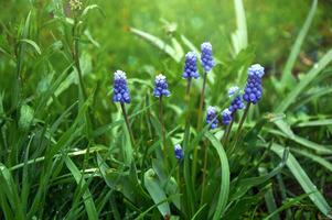 Spring Flowers of Muscari armeniacum among green grass in a spring garden in sunlight photo