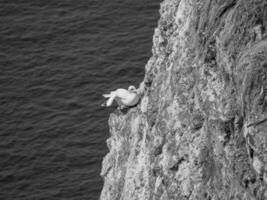 Birds on helgolannd island photo