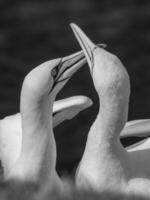 aves en helgoland isla foto