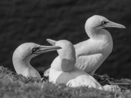 Birds on helgolannd island photo