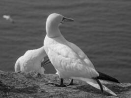 Birds on helgolannd island photo