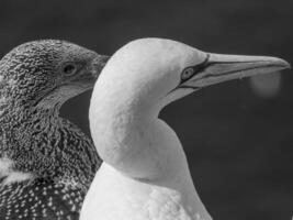 aves en helgoland isla foto