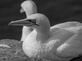 Birds on helgolannd island photo