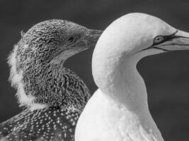 aves en helgoland isla foto