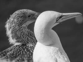 Birds on helgolannd island photo