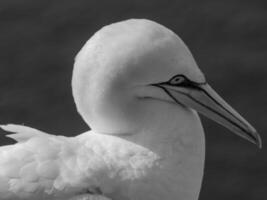 aves en helgoland isla foto