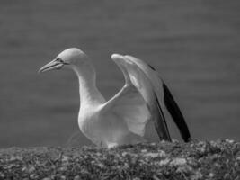 Birds on helgolannd island photo