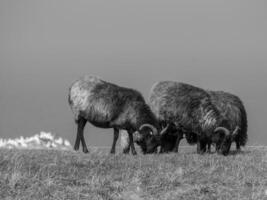 aves en helgoland isla foto