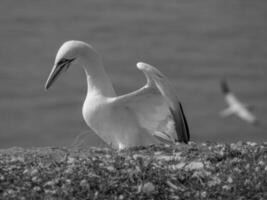 Birds on helgolannd island photo