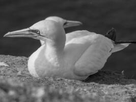 Birds on helgolannd island photo