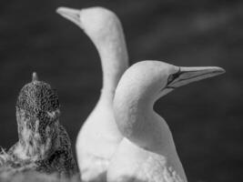 Birds on helgolannd island photo