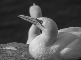 Birds on helgolannd island photo