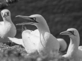 aves en helgoland isla foto