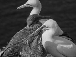 Birds on helgolannd island photo