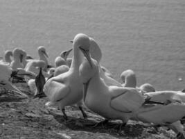 aves en helgoland isla foto