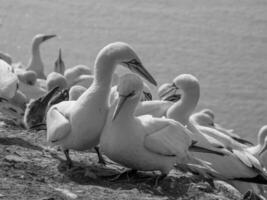 Birds on helgolannd island photo