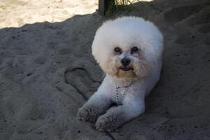 Adorable bichon frize laying on the sand outdoors photo