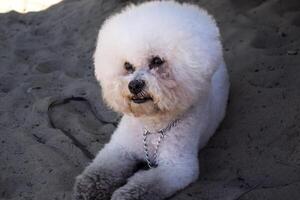 Adorable bichon frize laying on the sand outdoors photo