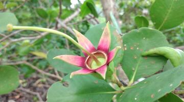 Flower in the garden. Beautiful flower in the garden. Flower in the garden. photo