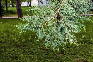 Cypress leaves, Cupressocyparis leylandii, beautiful green leaf texture photo