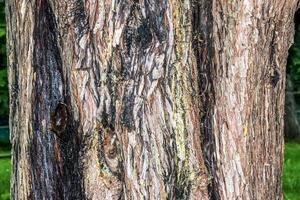 Background of the bark of the cypress tree Cupressocyparis leylandii in Latin. photo