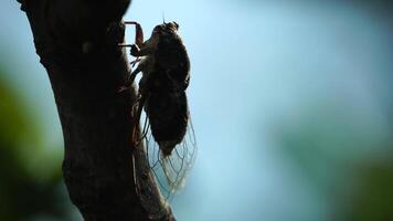 A cicada sits on a fig tree on summer, closeup shot. Singing loudly to call the female. Intense buzzing of cicadas. Cicada Lyristes plebejus. Selective focus video