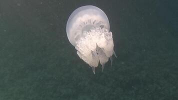 grande Medusa en el mar, rizostoma Pulmo, rizostomatidae, flotante en el agua. claro azur agua superficie con Dom destello. resumen náutico naturaleza, lento movimiento video