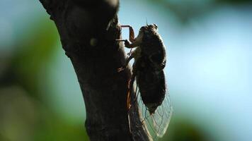 een cicade zit Aan een fig boom Aan zomer, detailopname schot. het zingen luid naar telefoontje de vrouw. intens zoemend van krekels. cicade lyristen plebejus. selectief focus video