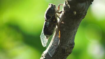 uma cigarra senta em uma FIG árvore em verão, fechar-se tomada. cantando alto para ligar a fêmea. intenso zumbido do cigarras. cigarra letristas plebeu. seletivo foco video