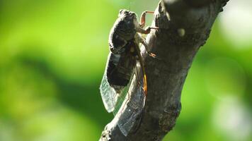 ein Zikade sitzt auf ein Feige Baum auf Sommer, Nahansicht Schuss. Singen laut zu Anruf das weiblich. heftig Summen von Zikaden. Zikade Lyriker Plebejus. selektiv Fokus video