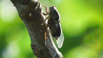 A cicada sits on a fig tree on summer, closeup shot. Singing loudly to call the female. Intense buzzing of cicadas. Cicada Lyristes plebejus. Selective focus video