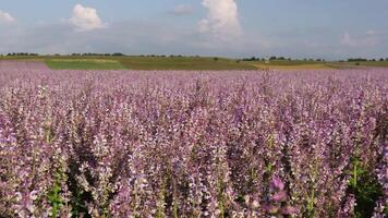 Field of Clary sage - Salvia Sclarea in bloom, cultivated to extract the essential oil and honey. Field with blossom sage plants during golden sunset, relaxing nature view. Close up. Selective focus. video