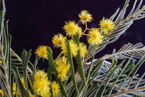 el amarillo flores de el mimosa. dorado flores de acacia delbata. tarjeta postal para Pascua de Resurrección. festivo primavera tarjeta con dorado mimosa flores antecedentes para bandera. foto