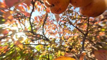 Ripe persimmons adorn tree branches. Persimmons hang from tree branches with vibrant leaves in autumn-kissed garden, showcasing nature seasonal transition. Organic agriculture production. Eco farming video