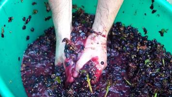 Grape-treading or grape-stomping in traditional winemaking. Senior farmer separates grapes from a bunch in traditional way. Grapes are trampled by barefoot man to release juices and begin fermentation video