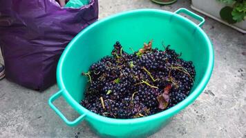 Traubentreten oder Trauben stampfen im traditionell Wein machen. Senior Farmer trennt Trauben von ein Bündel im traditionell Weg. Trauben sind mit Füßen getreten durch barfuß Mann zu Freisetzung Säfte und Start Fermentation video