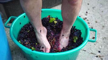 Grape-treading or grape-stomping in traditional winemaking. Senior farmer separates grapes from a bunch in traditional way. Grapes are trampled by barefoot man to release juices and begin fermentation video