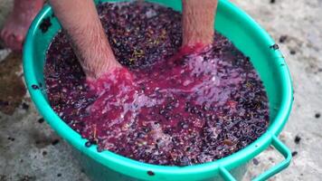 Traubentreten oder Trauben stampfen im traditionell Wein machen. Senior Farmer trennt Trauben von ein Bündel im traditionell Weg. Trauben sind mit Füßen getreten durch barfuß Mann zu Freisetzung Säfte und Start Fermentation video