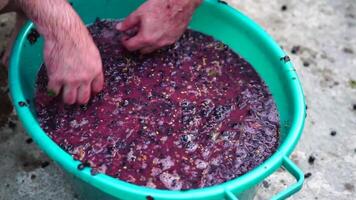 Traubentreten oder Trauben stampfen im traditionell Wein machen. Senior Farmer trennt Trauben von ein Bündel im traditionell Weg. Trauben sind mit Füßen getreten durch barfuß Mann zu Freisetzung Säfte und Start Fermentation video