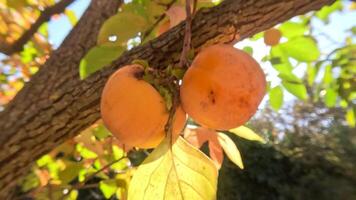Ripe persimmons adorn tree branches. Persimmons hang from tree branches with vibrant leaves in autumn-kissed garden, showcasing nature seasonal transition. Organic agriculture production. Eco farming video