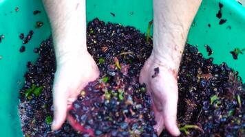 foulage des raisins ou fouler les raisins dans traditionnel vinification. Sénior agriculteur sépare les raisins de une bouquet dans traditionnel façon. les raisins sont piétiné par pieds nus homme à Libération jus et commencer fermentation video