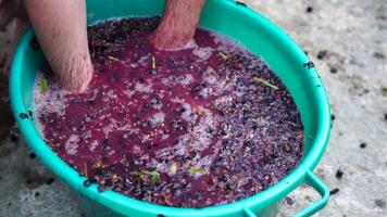 pisando uvas o pisotear uvas en tradicional vinificación mayor granjero coordinados uvas desde un manojo en tradicional forma. uvas son pisoteado por descalzo hombre a lanzamiento jugos y empezar fermentación video