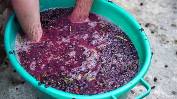 Traubentreten oder Trauben stampfen im traditionell Wein machen. Senior Farmer trennt Trauben von ein Bündel im traditionell Weg. Trauben sind mit Füßen getreten durch barfuß Mann zu Freisetzung Säfte und Start Fermentation video