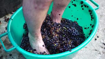 pisa de uva ou pisar uvas dentro tradicional vinificação. Senior agricultor separa uvas a partir de uma grupo dentro tradicional caminho. uvas estão pisoteado de descalço homem para liberação sucos e início fermentação video